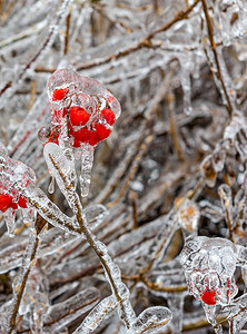 攻坚之年摄影照片_加拿大多伦多，冻雨 2013 年 12 月