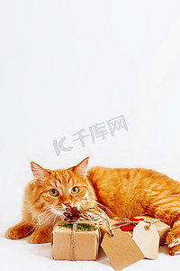 标签背景摄影照片_可爱的姜猫嗅着一堆白色背景的圣诞礼物。