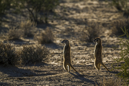 南非 Kgalagadi 跨境公园的猫鼬