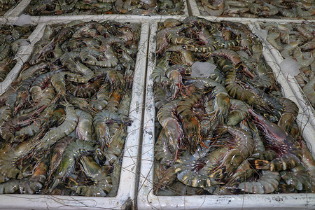 金巴兰摄影照片_金巴兰海鲜柜台上出售的鲜虾图案。 