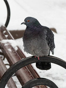 坐在雪地里摄影照片_鸽子在冬天坐在雪地里。