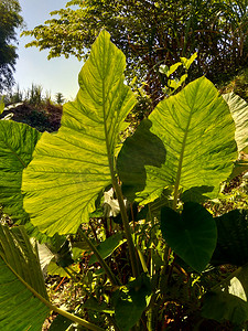 关闭具有自然背景的芋头叶（Colocasia esculenta，talas）。 