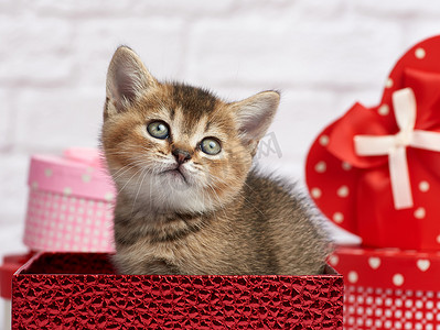 可爱的苏格兰龙猫直品种坐在白色背景上，盒子里装着礼物、节日背景