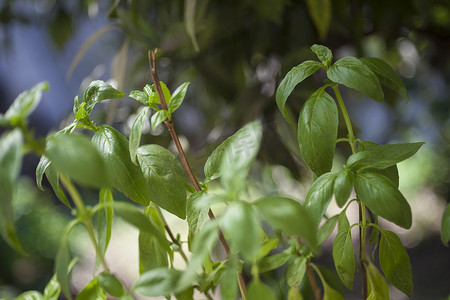 香草2摄影照片_夏季的罗勒植物 #2