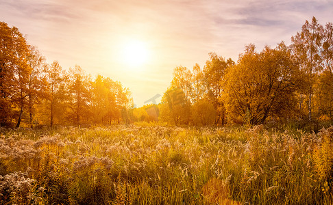 淘宝场景搭建摄影照片_在金色的秋天，草地和树木在田野上的日落场景。