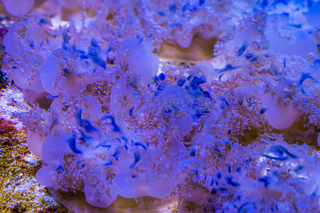 水产养殖摄影照片_倒置水母特写，来自大西洋的热带物种，水产养殖中流行的水母