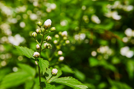 雪梨百合摄影照片_花的发芽白花宏观细节