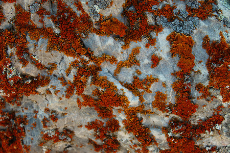 黄菌摄影照片_石头上有许多橙色地衣的小群落。