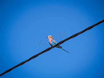 风景淡紫色摄影照片_电线上的鸟，淡紫色胸毛的滚筒。