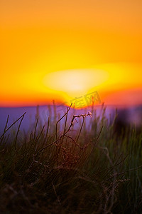 沙漠草垂直于日落日出橙色和红色光芒的细节