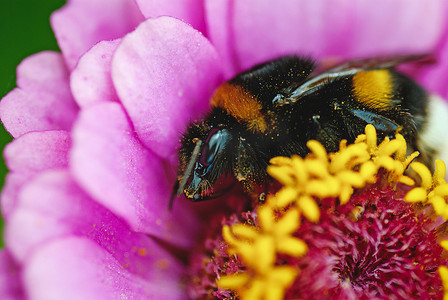 Bombus hortorum - 大黄蜂睡在花上，白天睡觉