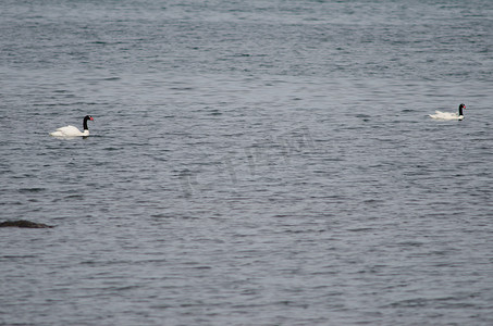 海面上的黑颈天鹅 Cygnus melancoryphus。
