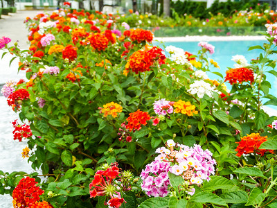 花园游泳池之间的马缨丹多彩色调美丽花
