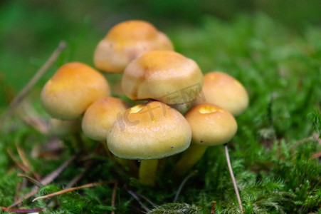 生长在森林中的牛肝菌，也称为泽西牛蘑菇或牛肝菌