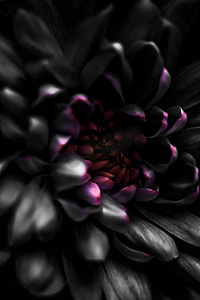 盛开的黑色花摄影照片_盛开的黑色雏菊花瓣，抽象花卉艺术背景，春天大自然中的花朵香水香味，婚礼，奢华美容品牌假日设计