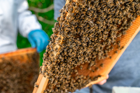 蜂巢蜡框，蜂蜜生产