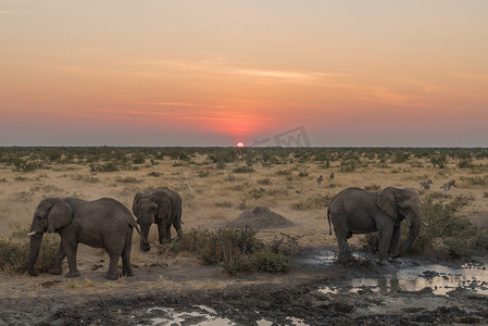 水墨孔明灯摄影照片_三头非洲大象在日落的微明中