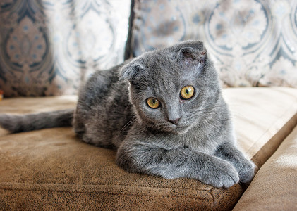 躺在沙发上的垂耳灰猫