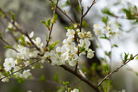 在春天特写镜头的绿色背景的白色梨花