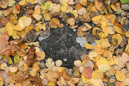 秋天，混凝土路面上的落叶