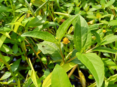 具有自然背景的 Acmella oleracea（牙痛植物、paracress、四川纽扣、嗡嗡声纽扣、丁花、电雏菊）。