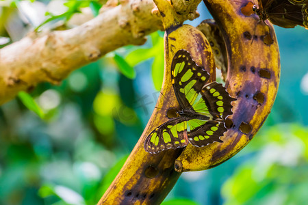 中柱摄影照片_一只开着翅膀的孔雀石蝴蝶的特写，五颜六色的美丽昆虫，来自美国的异国情调