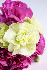 淡绿色丝带摄影照片_白色淡紫色背景上的粉色紫色和黄色绿色康乃馨。
