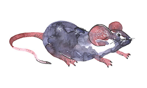 鼠标水彩插图。