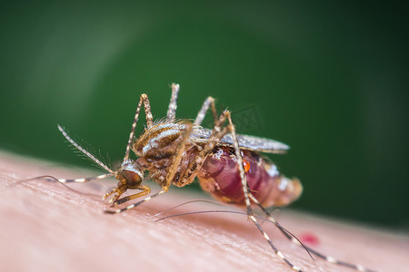 吸湿透气黑色摄影照片_蚊子 (Aedes aegypti) 吸血的宏观