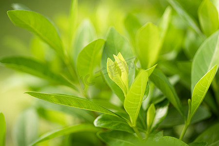 复古树叶摄影照片_自然绿树鲜叶在美丽模糊的柔和散景阳光春夏复古背景上，配有贺卡或环境封面页、模板、网页横幅和标题的免费复制空间。