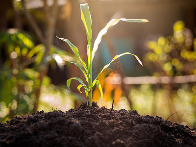 植物在阳光和绿色背景下生长在肥沃的土壤上。