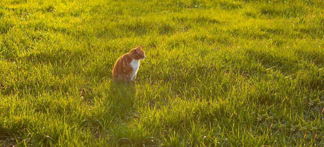 坐在绿草中等待老鼠的猫，背光