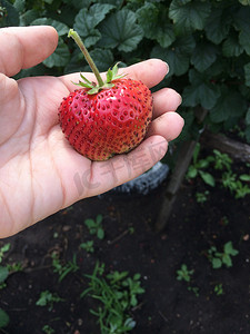 秋天扁平摄影照片_成熟的草莓在手中。
