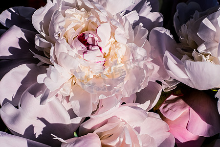 牡丹花作为豪华花卉艺术背景、婚礼装饰和活动品牌