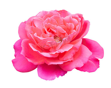 孤立在白色背景上的美丽甜美的粉红色玫瑰花，l