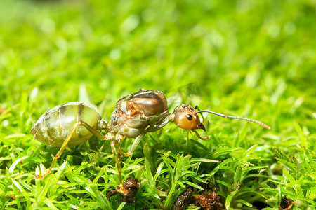草地上的宏观绿蚂蚁