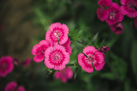 石竹花（Dianthus spp.）也被称为“粉红色”