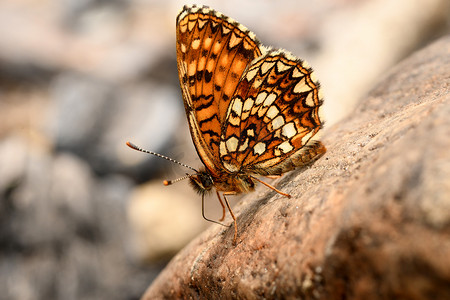 石头上的珍珠母蝴蝶