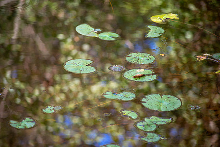 漂浮在湖上的抽象睡莲叶与森林反射