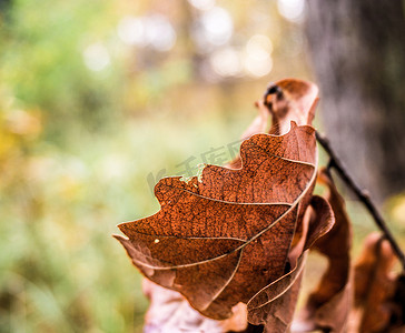 枯萎的摄影照片_秋天枯萎的橡树叶在非常模糊的背景下