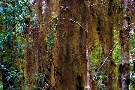 云雾林中的铁兰 usneoides 西班牙苔藓
