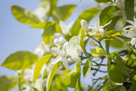 春天的橙花