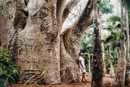 毛里求斯岛摄影照片_毛里求斯岛植物园中猴面包树旁的一名男子