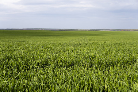 年轻的绿色小麦幼苗生长在田野的土壤中。