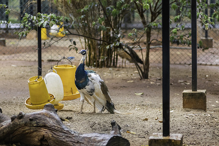 花斑孔雀，雄伟的蓝白孔雀脖子高高警惕着周围的环境