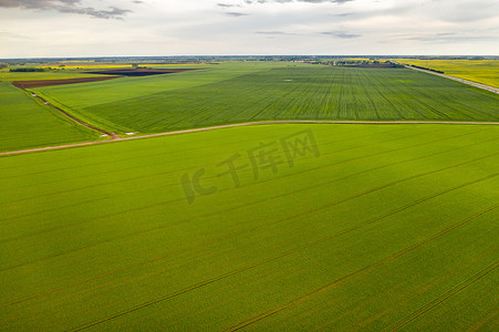 白俄罗斯播种绿色的顶视图。白俄罗斯的农业。纹理
