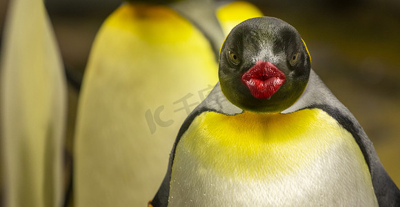 红唇亲吻的企鹅看着镜头
