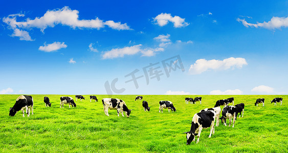 牛在天上摄影照片_牛在绿色的田野和蓝天上。