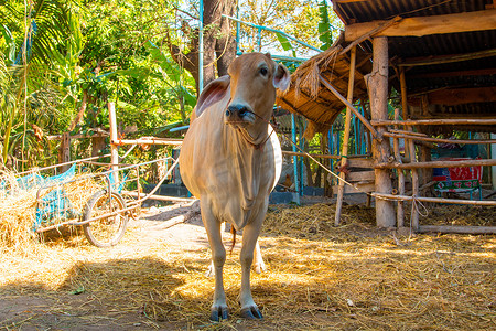 泰国的奶牛，农业再生产农业中的人工授精施肥