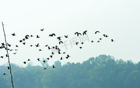 成群的候鸟以不完美的 V 字形在湖面上空与蓝天一起飞翔。 